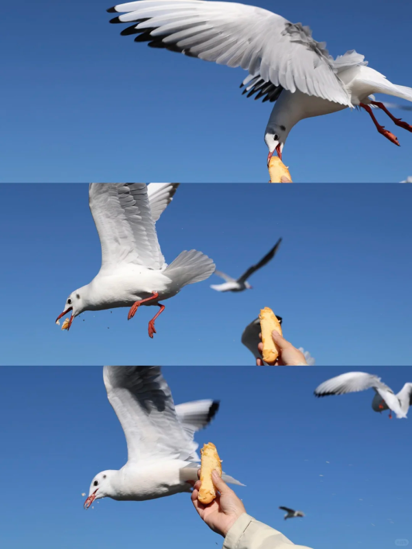 从昆明到版纳：一路向南，闯进 25℃的热带秘境