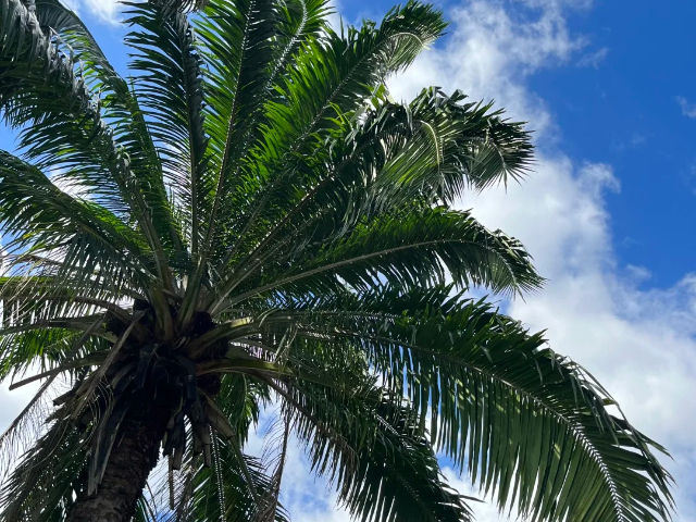 內蒙古過年游泰國自由行,泰國