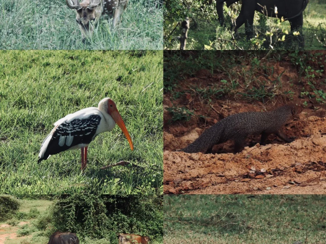 青海自由行斯里兰卡自由行
