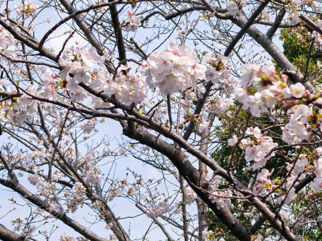 中國(guó)臺(tái)灣自由行愛(ài)達(dá)魔都號(hào)游輪跟團(tuán)游 深圳市港之旅旅行社供應(yīng)