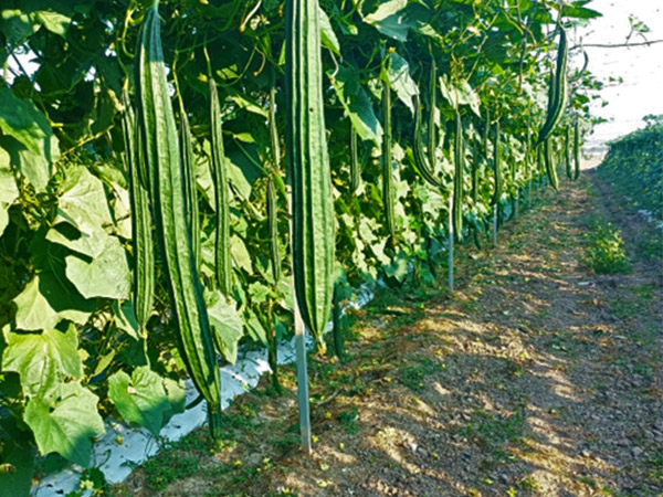 苦瓜