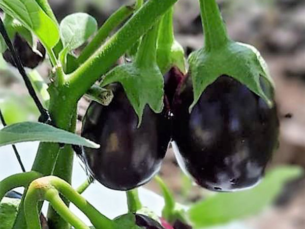 圓茄子