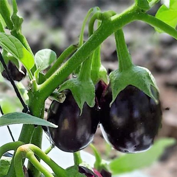 圓茄子