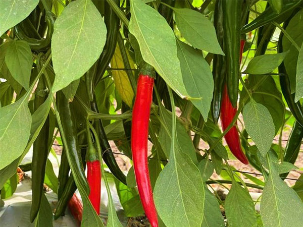 辣椒