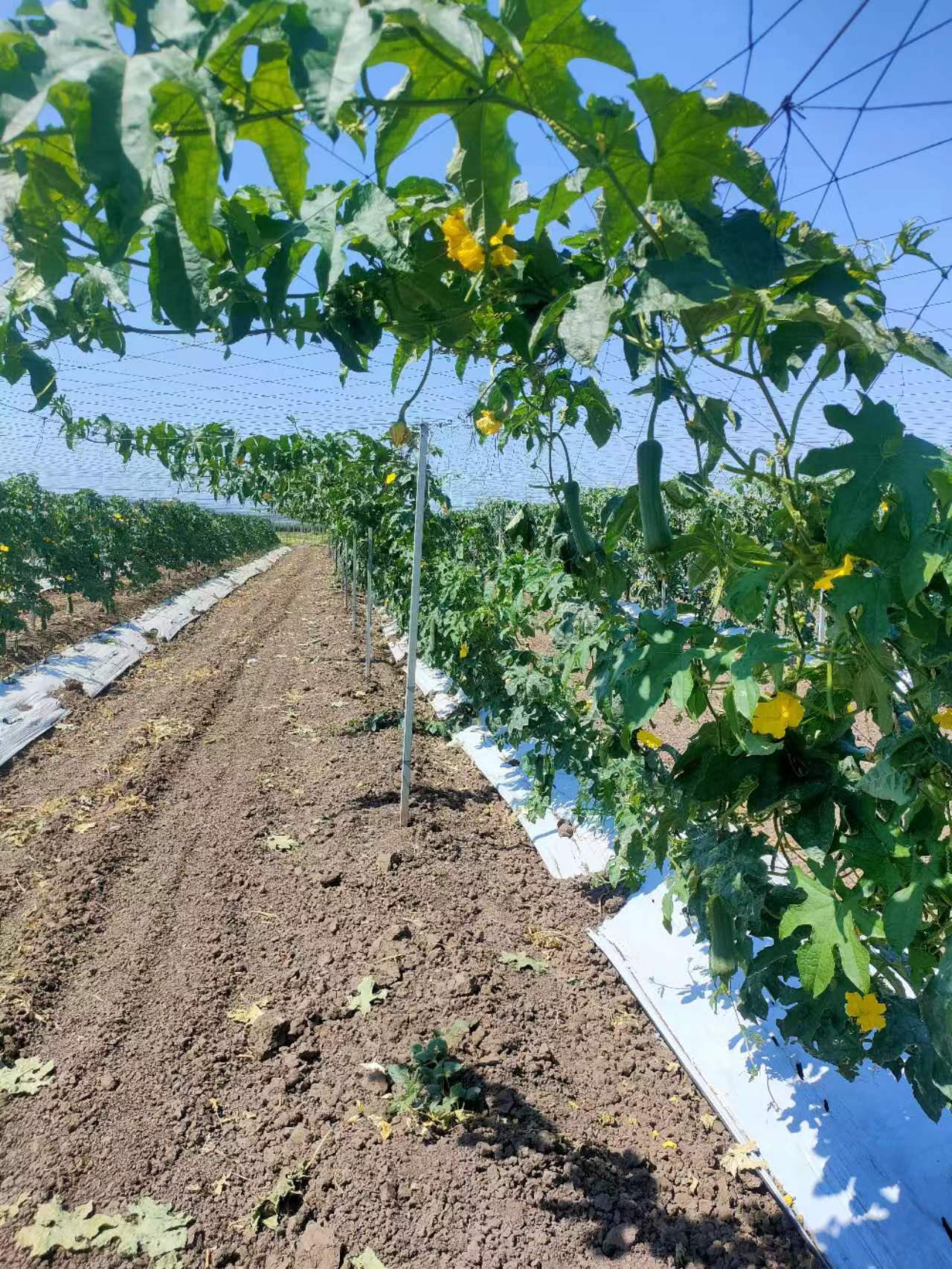 從種子到餐桌：墨鑫農場實拍全程可追溯食品鏈