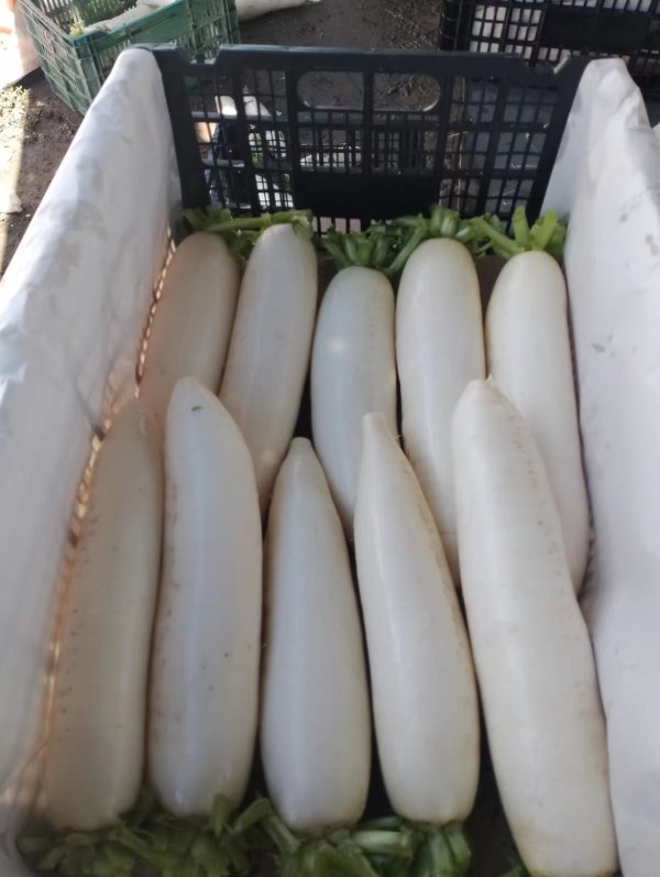 白蘿卜