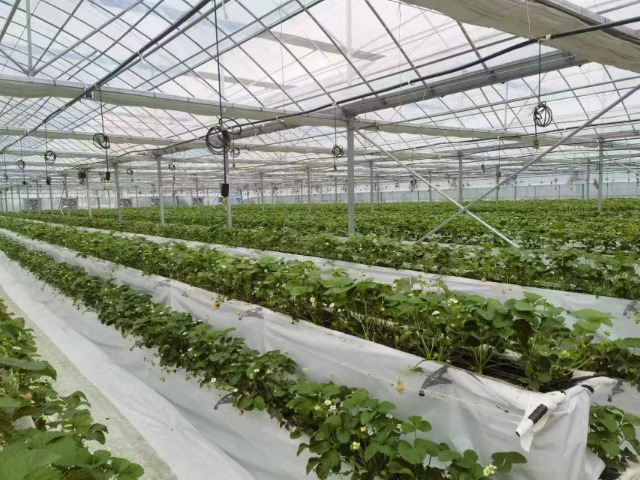 昆明智能大棚搭建 歡迎來電 厚本溫室供應