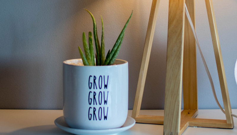 盆栽植物為我們在狹小的個人空間里營造一個室外自然的景色，讓我們在緊張的生活工作中置身大自然的陶冶中