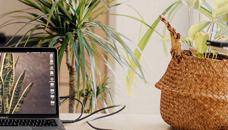 植物租賃,是一項(xiàng)為公司,企事業(yè)單位,學(xué)校,賓館酒店等場(chǎng)所提供植物花卉租賃且區(qū)別于傳統(tǒng)的花卉銷(xiāo)售的后期養(yǎng)護(hù)服務(wù)