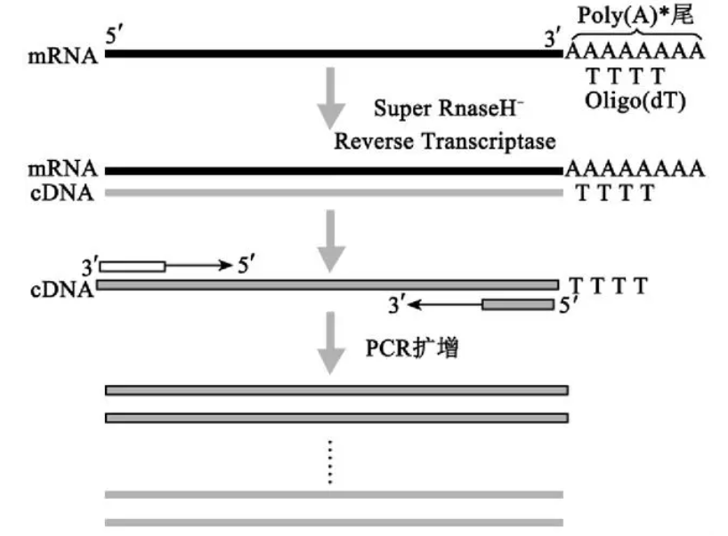 反转录PCR(reverse transcription PCR)-研载生物科技(上海)有限公司