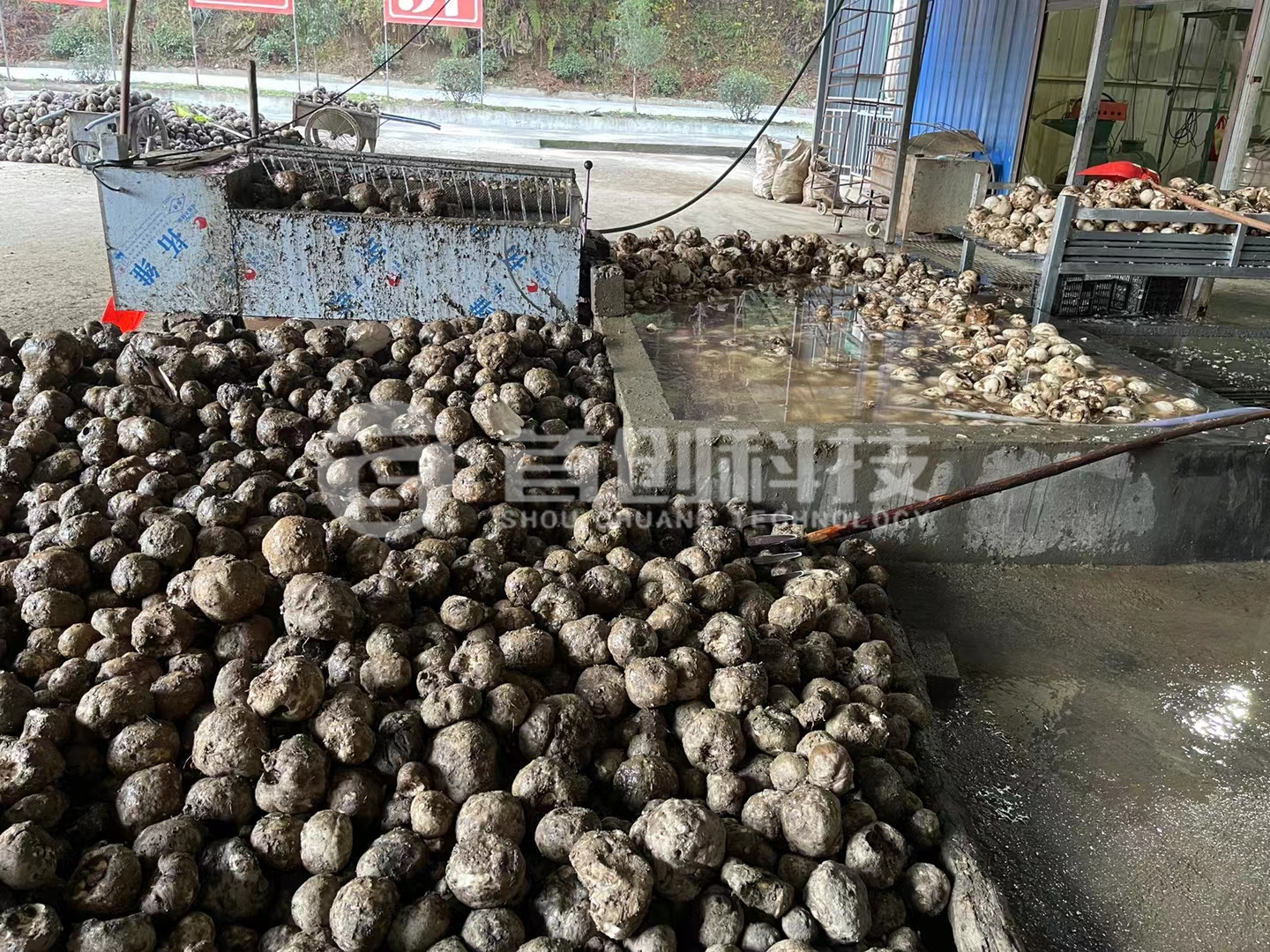 白魔芋烘干設(shè)備廠家_鮮魔芋烘干機_連續(xù)式魔芋烘干設(shè)備