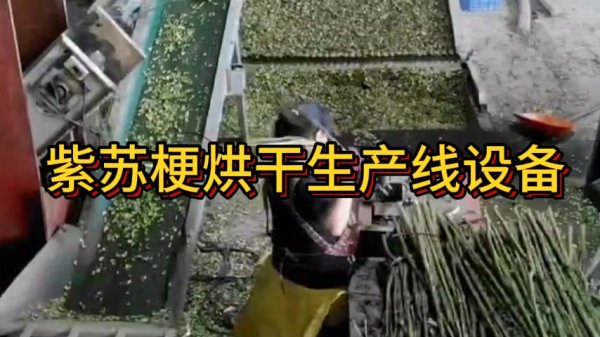 紫蘇葉烘干設(shè)備-連續(xù)式紫蘇梗干燥機(jī)-空氣能熱泵紫蘇烘干機(jī)