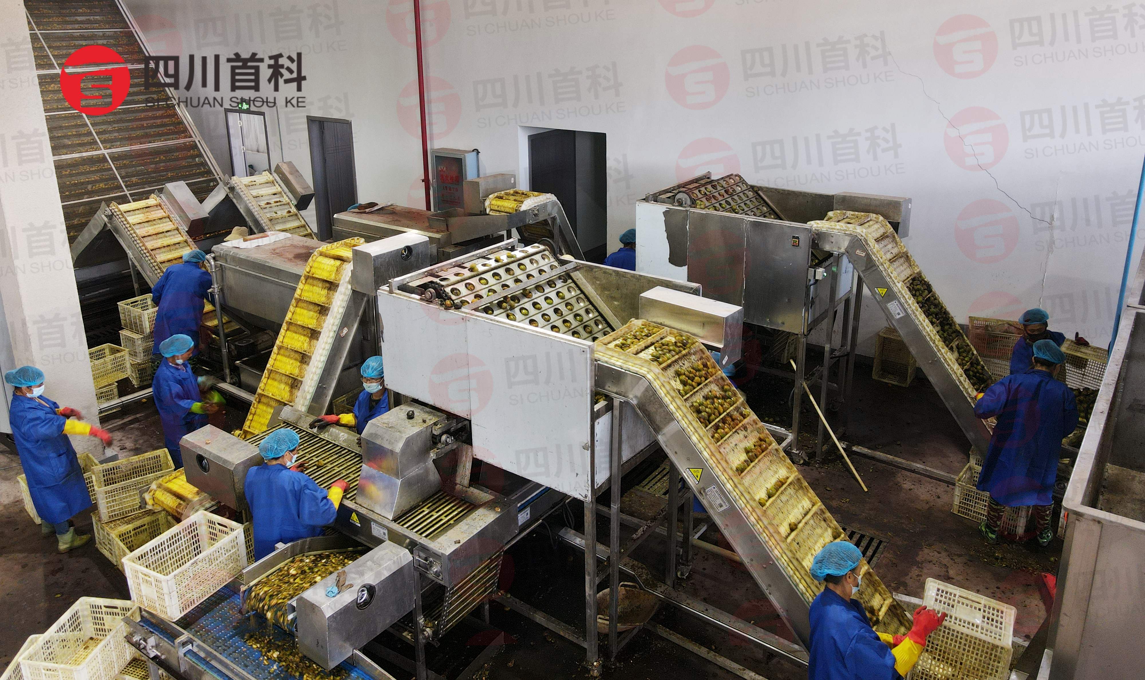 高大上！核桃烘干機(jī)生產(chǎn)線(xiàn)投入運(yùn)行！