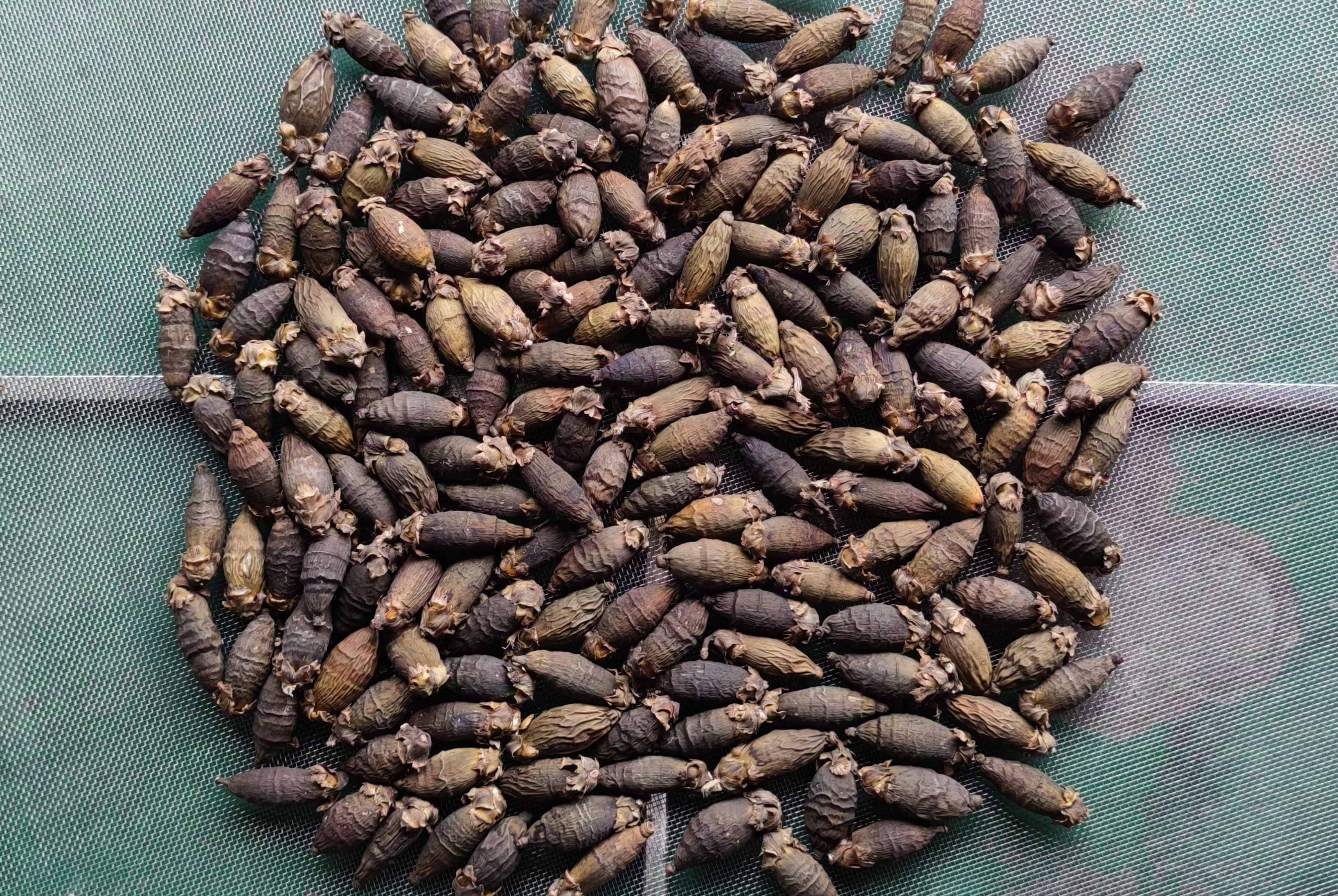 烘干工藝丨揭開(kāi)“檳榔烘干”的神秘面紗！