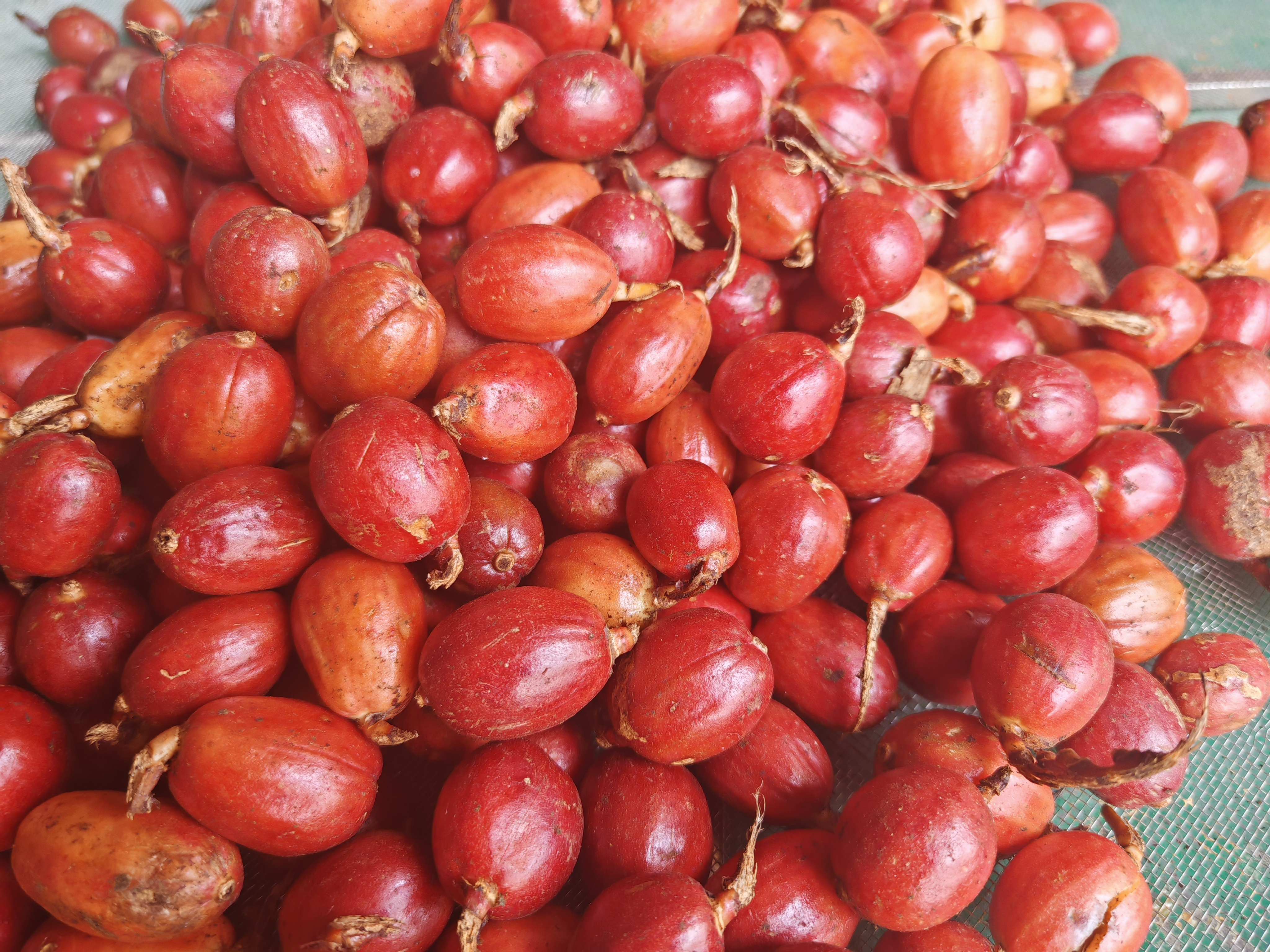 來(lái)了！來(lái)了！看看草果怎么干燥加工的！