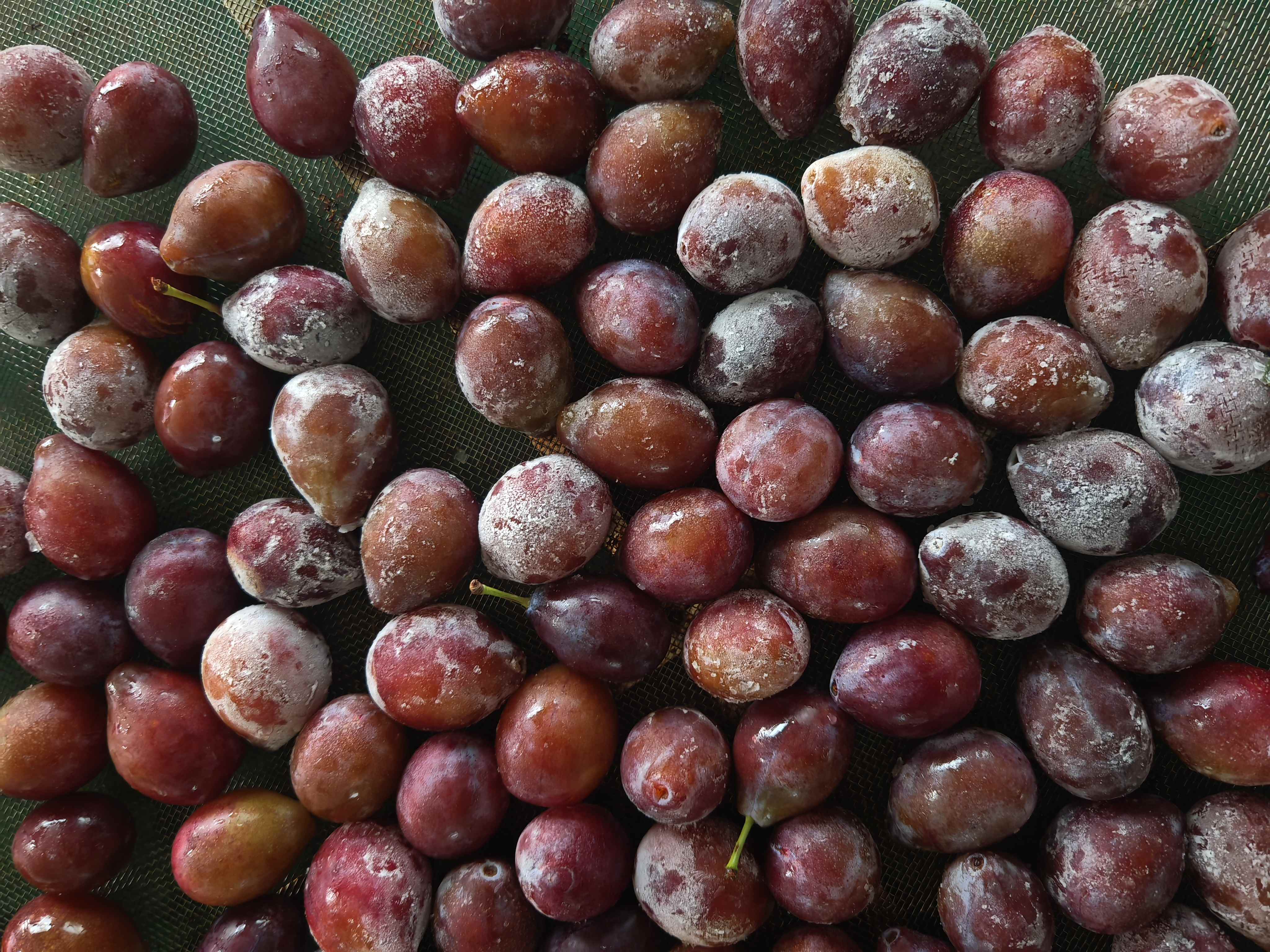 沒(méi)有什么是“干”不了的-西梅烘干實(shí)驗(yàn)