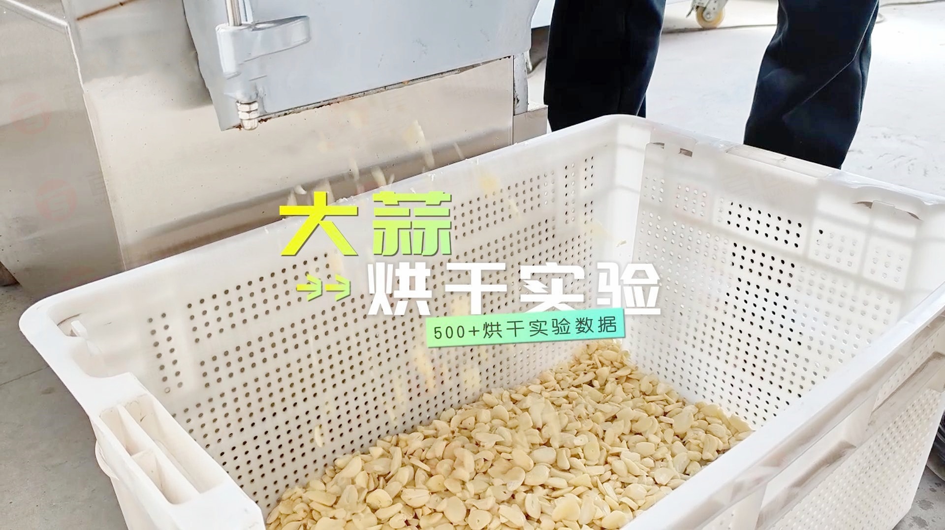 萬(wàn)物皆可烘 | 大蒜片烘干試驗(yàn)，歡迎實(shí)地考察產(chǎn)品！