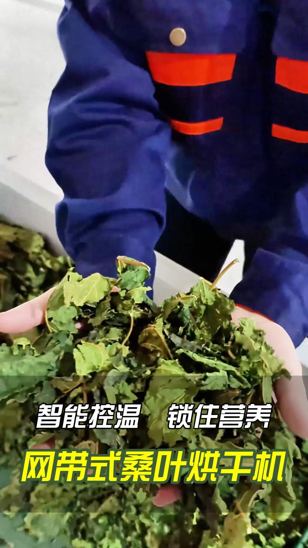 桑葉如何“鎖鮮”，智能網(wǎng)帶式桑葉烘干機(jī)給您答案！