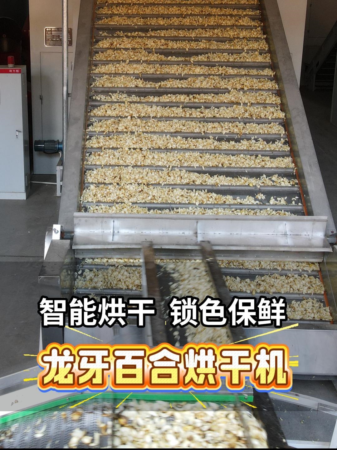 智能烘干，鎖色保鮮，龍牙百合烘干機(jī)客戶(hù)分享