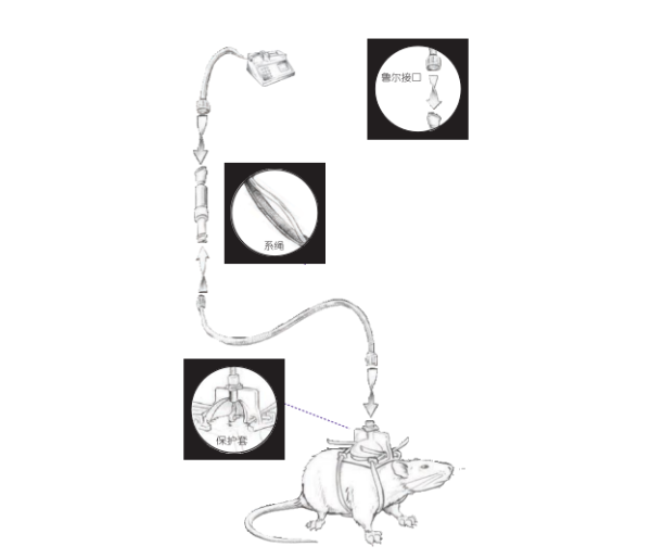 大小鼠給藥導管
