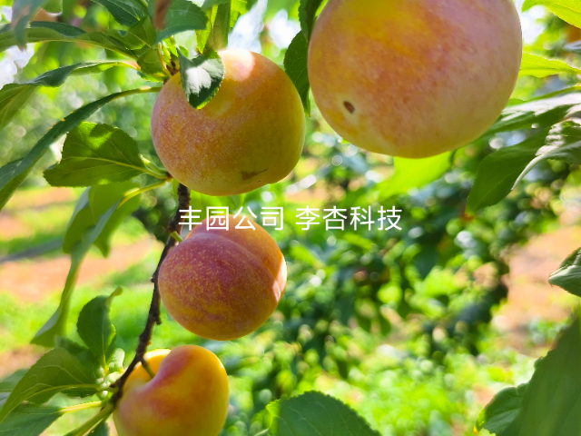 西安国产李子新品种苗怎么样 真诚推荐 西安丰园果业科技供应