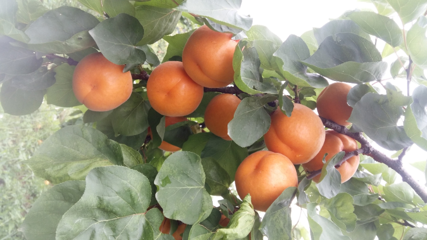 西安國(guó)產(chǎn)杏新品種苗 真誠(chéng)推薦 西安豐園果業(yè)科技供應(yīng)