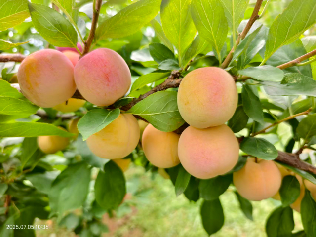 西安早熟李種苗耐旱性 真誠(chéng)推薦 西安豐園果業(yè)科技供應(yīng)