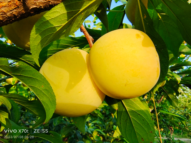 西安高產早熟李種苗批發價格 誠信服務 西安豐園果業科技供應