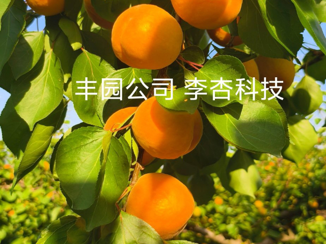西安豐園5號(hào)杏果苗大概多少錢 貼心服務(wù) 西安豐園果業(yè)科技供應(yīng)