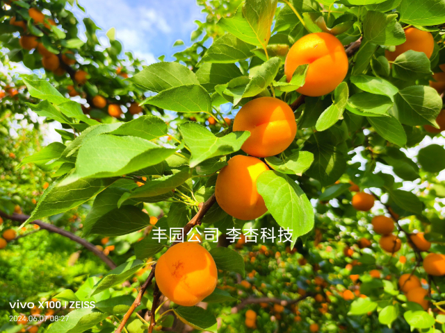 西安高產(chǎn)杏新品種苗費(fèi)用 推薦咨詢 西安豐園果業(yè)科技供應(yīng);