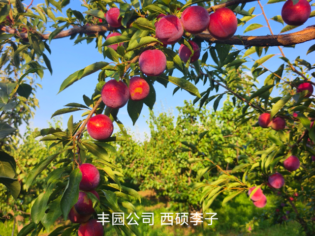 西安綠色李子新品種苗價(jià)位 客戶至上 西安豐園果業(yè)科技供應(yīng)