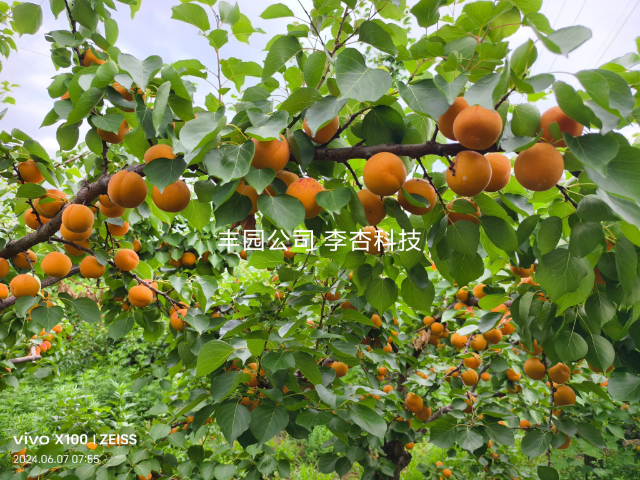 西安豐園5號杏果苗怎么樣 推薦咨詢 西安豐園果業科技供應