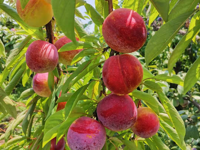 西安本地李子新品種苗價位 真誠推薦 西安豐園果業(yè)科技供應