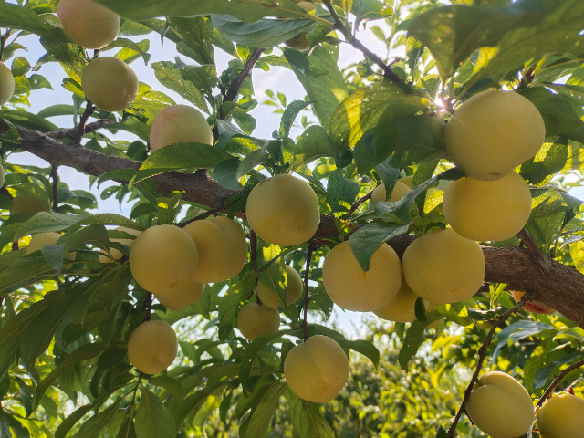 西安早熟李種苗產(chǎn)量 誠信為本 西安豐園果業(yè)科技供應(yīng)