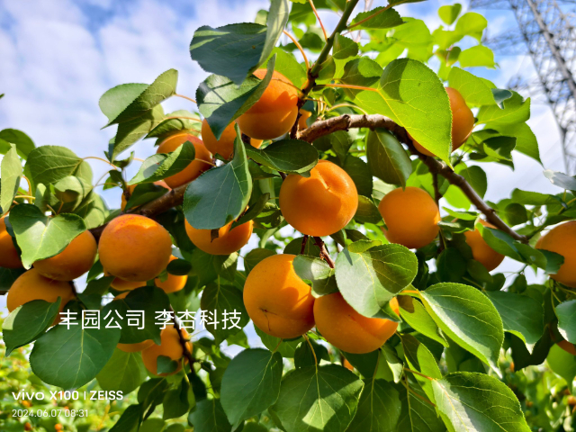 西安杏新品種苗價位 誠信為本 西安豐園果業科技供應