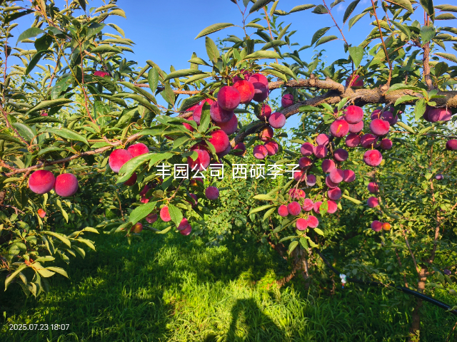 西安李子新品種苗種類 歡迎來(lái)電 西安豐園果業(yè)科技供應(yīng)