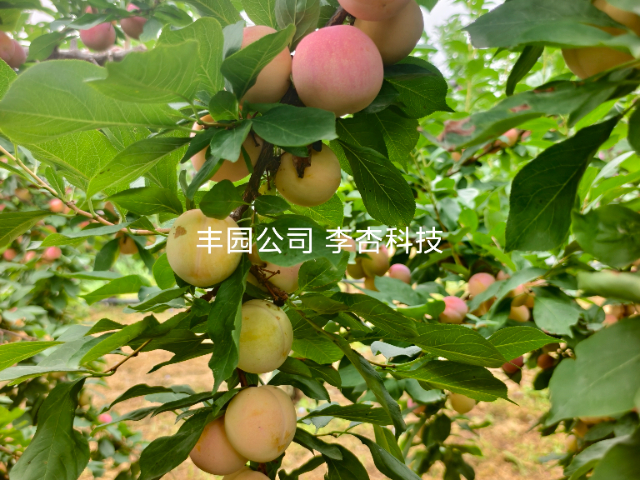 西安高產(chǎn)早熟李種苗耐旱性 客戶至上 西安豐園果業(yè)科技供應(yīng)