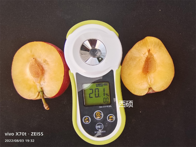 西安綠色李子新品種苗怎么樣 歡迎來電 西安豐園果業科技供應