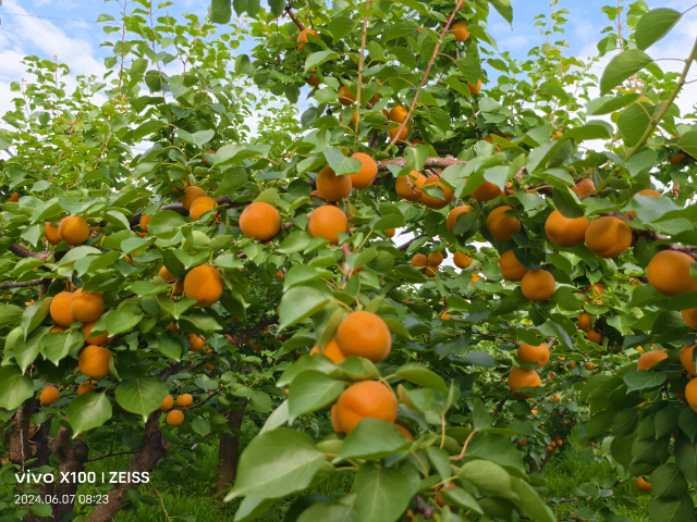 西安杏新品種苗大概多少錢 歡迎來電 西安豐園果業(yè)科技供應