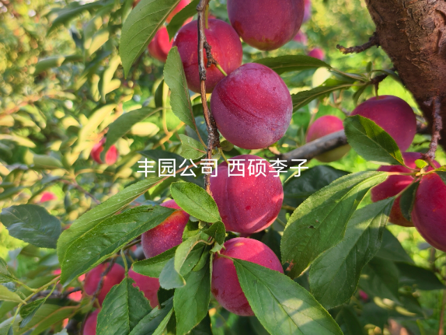 西安国产李子新品种苗利润 值得信赖 西安丰园果业科技供应