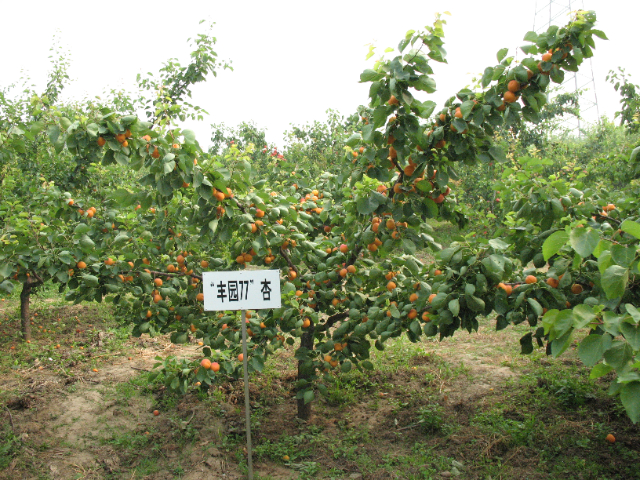 西安豐園杏苗批發(fā)價格 歡迎來電 西安豐園果業(yè)科技供應