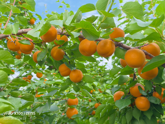 西安豐園5號杏果苗大概價格多少 推薦咨詢 西安豐園果業(yè)科技供應(yīng)