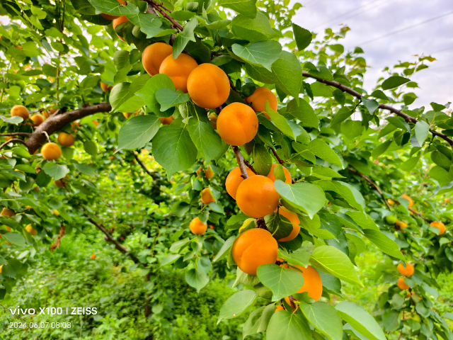西安綠色豐園5號杏果苗育種 歡迎咨詢 西安豐園果業(yè)科技供應(yīng)