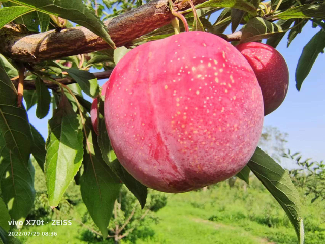西安國產李子新品種苗價格信息 誠信經營 西安豐園果業科技供應