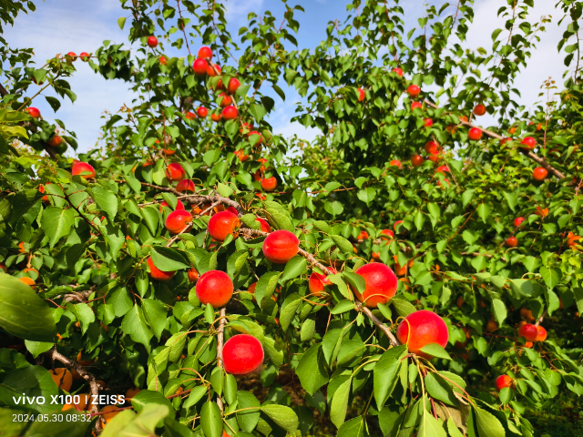西安綠色豐園杏苗耐旱性 誠(chéng)信經(jīng)營(yíng) 西安豐園果業(yè)科技供應(yīng)