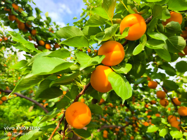 西安國產(chǎn)豐園杏苗怎么樣 值得信賴 西安豐園果業(yè)科技供應