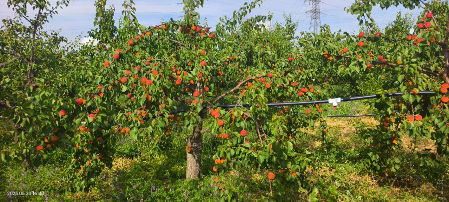 西安绿色丰园杏苗进货价 来电咨询 西安丰园果业科技供应