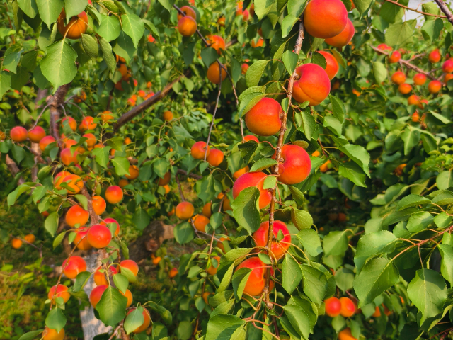 西安高產(chǎn)豐園杏苗光照需求 貼心服務(wù) 西安豐園果業(yè)科技供應(yīng)