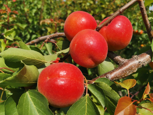 西安豐園杏苗產(chǎn)量 誠信服務(wù) 西安豐園果業(yè)科技供應(yīng)