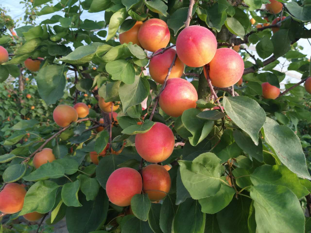 西安高產豐園杏苗進貨價 真誠推薦 西安豐園果業科技供應